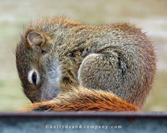 Baby Red Squirrel