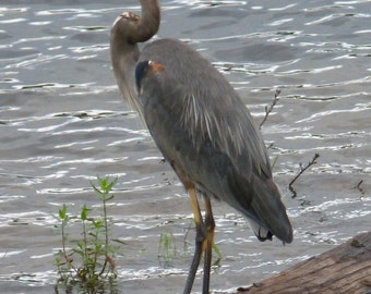 Great Blue Heron Perched on Railroad Tie