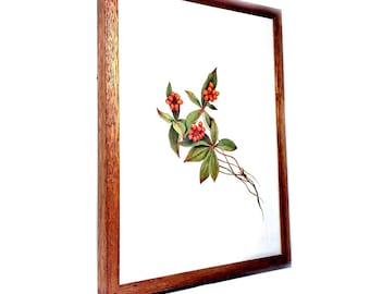 Framed Bunchberry Art Print, Wood Framed Bunchberry Print, Cornus Canadensis Print, Framed Dogwood Print, Red Berry Botanical Art Print