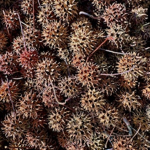Sweetgum Pods (100) | Sweetgum Balls | North Carolina Sweetgums | Sweetgum Seeds | Isopods Food | Hermit Crabs Food
