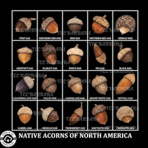 May include: A grid chart titled NATIVE ACORNS OF NORTH AMERICA displaying twenty distinct acorn illustrations on a black background. Each acorn is labeled with its species name, including Post Oak, Northern Red Oak, Bur Oak, and others.