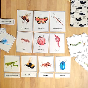 Insectes Montessori en 3 parties assorties | Cartes d'apprentissage physiques faites par l'enseignant pour le préscolaire et la maternelle | Papier laminé ou cartonné