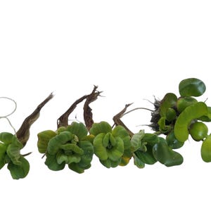 May include: A collection of four floating aquatic plants with vibrant green, rosette-shaped leaves and visible brown root systems. The plants are arranged horizontally, showcasing their textured foliage and distinct stems against a plain white background.