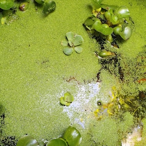 8 oz of Live Duckweed Plants, Floating Aquatic Plants for Ponds, Natural Fish Food, Water Garden Plants