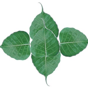 May include: Five green leaves arranged in a symmetrical pattern against a white background. The leaves have a heart shape with prominent veins and elongated tips. The leaves are a vibrant green color.