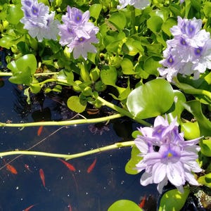 May include: A cluster of light purple water hyacinth flowers with dark violet and yellow centers, surrounded by glossy, rounded green leaves floating on the surface of a dark pond containing several small, bright orange goldfish swimming below.
