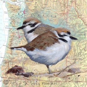 Impresión artística giclée - Chorlito nevado - Mapa de la costa del Pacífico, Oregón, Washington - Especie en peligro de extinción