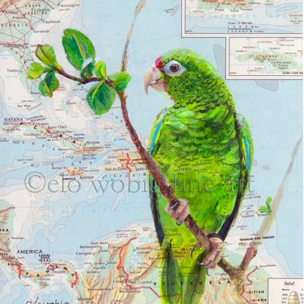 Fine Art Print Puerto Rican Parrot Birds on Map Atlas Mixed Media Painting - one of 6 painting set - Endangered Species Series by Elo Wobig