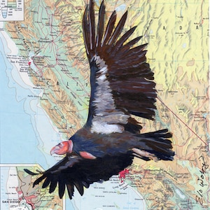 Giclee Fine Art Print California Condor Map of California Pacific Ocean Endangered Species image 1