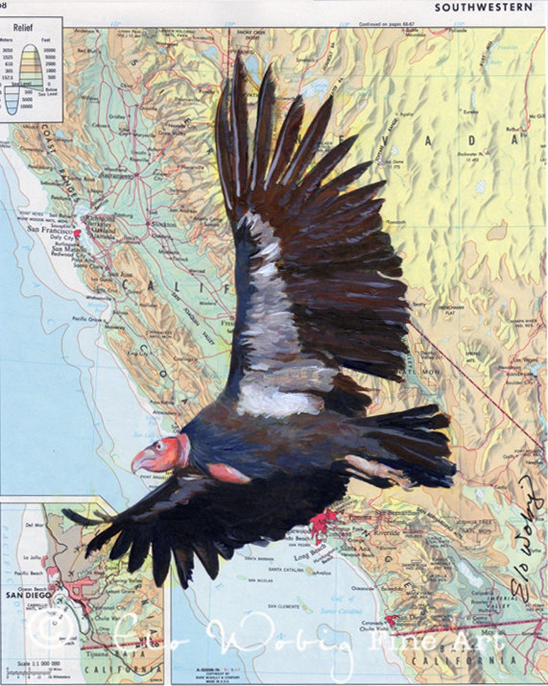 Giclee Fine Art Print California Condor Map of California Pacific Ocean Endangered Species image 1