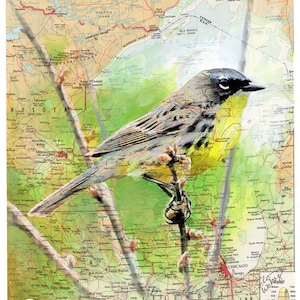 Bird Endangered Species Giclee Fine Art Print of Painting- Midwest Map Kirtland Warbler