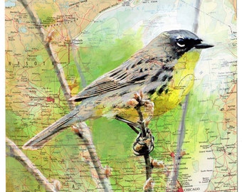 Bird Endangered Species Giclee Fine Art Print of Painting- Midwest Map Kirtland Warbler