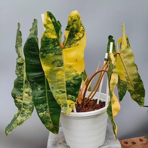 philodendron billietiae variegated