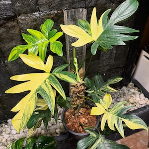 Philodendron Pedatum Albo bunte Lebende Wurzelpflanze mit Albo Blatt