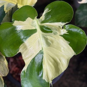 Monstera white lava - Etsy 日本