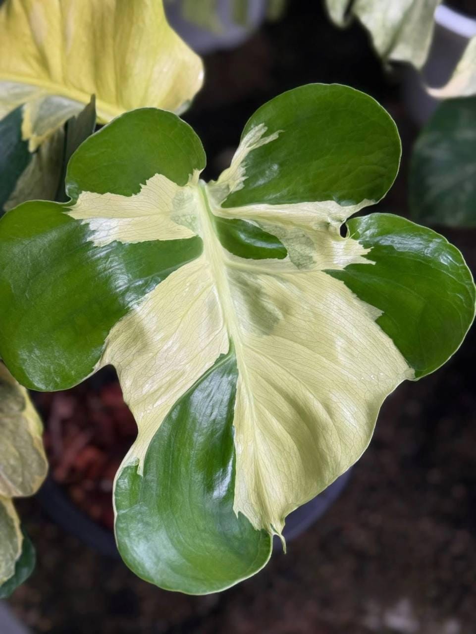 Monstera White Lava Varモンステラ ホワイトラヴァ 斑入り Monstera White Lava Varモンステラ ホワイトラヴァ 斑入り Monstera