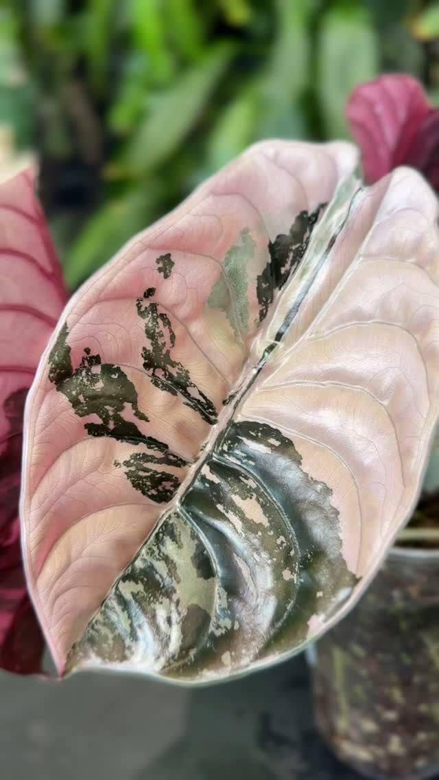 Alocasia cuprea pink - Etsy 日本