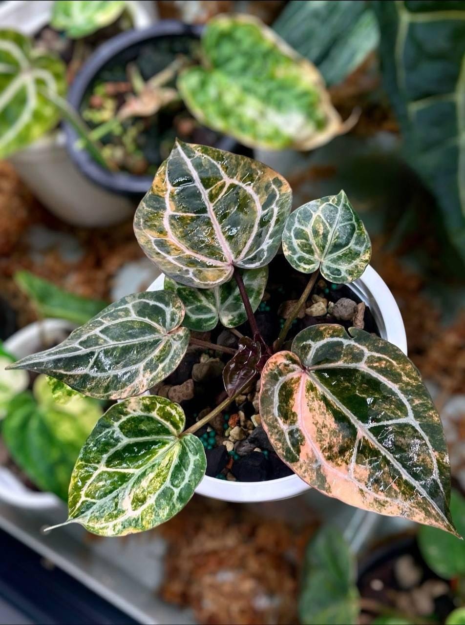 Anthurium michelle - Etsy 日本