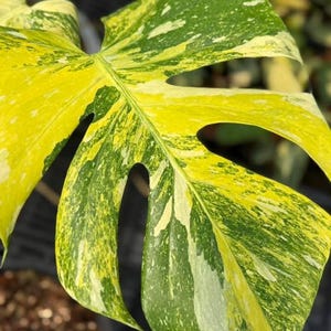 Monstera Deliciosa Miracle Verwurzelte Pflanze Mit reifem Blatt