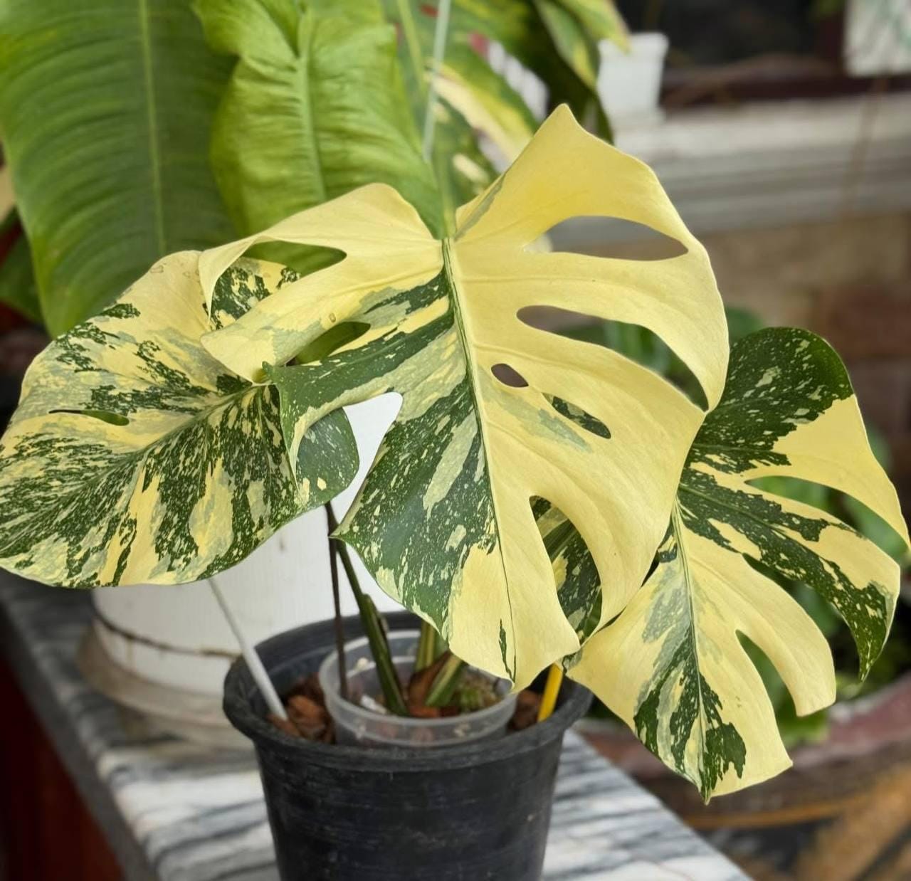 Creme Brulee モンステラ・クレームブリュレ lsw323 コレクション