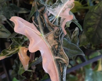 5 アロカシア シャントリエリ ピンク 斑入り 球根 珍しい 屋内 屋外