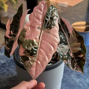 希少 アロカシア シャントリエリ ピンク Alocasia chantrieri pink