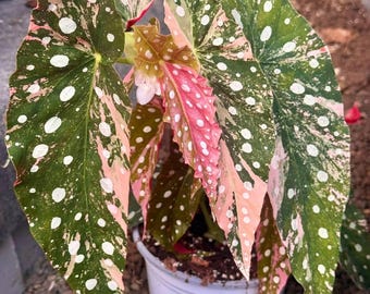 Begonia Snow Capped Variegated #p8 | Rare Rooted Variegated