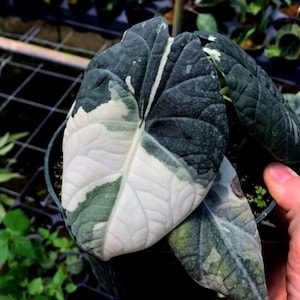 Variegated alocasia maharani - Etsy 日本