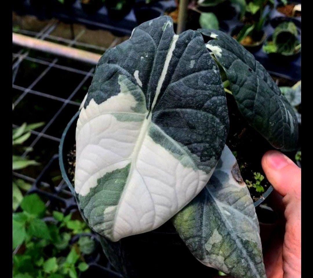 Variegated alocasia maharani - Etsy 日本
