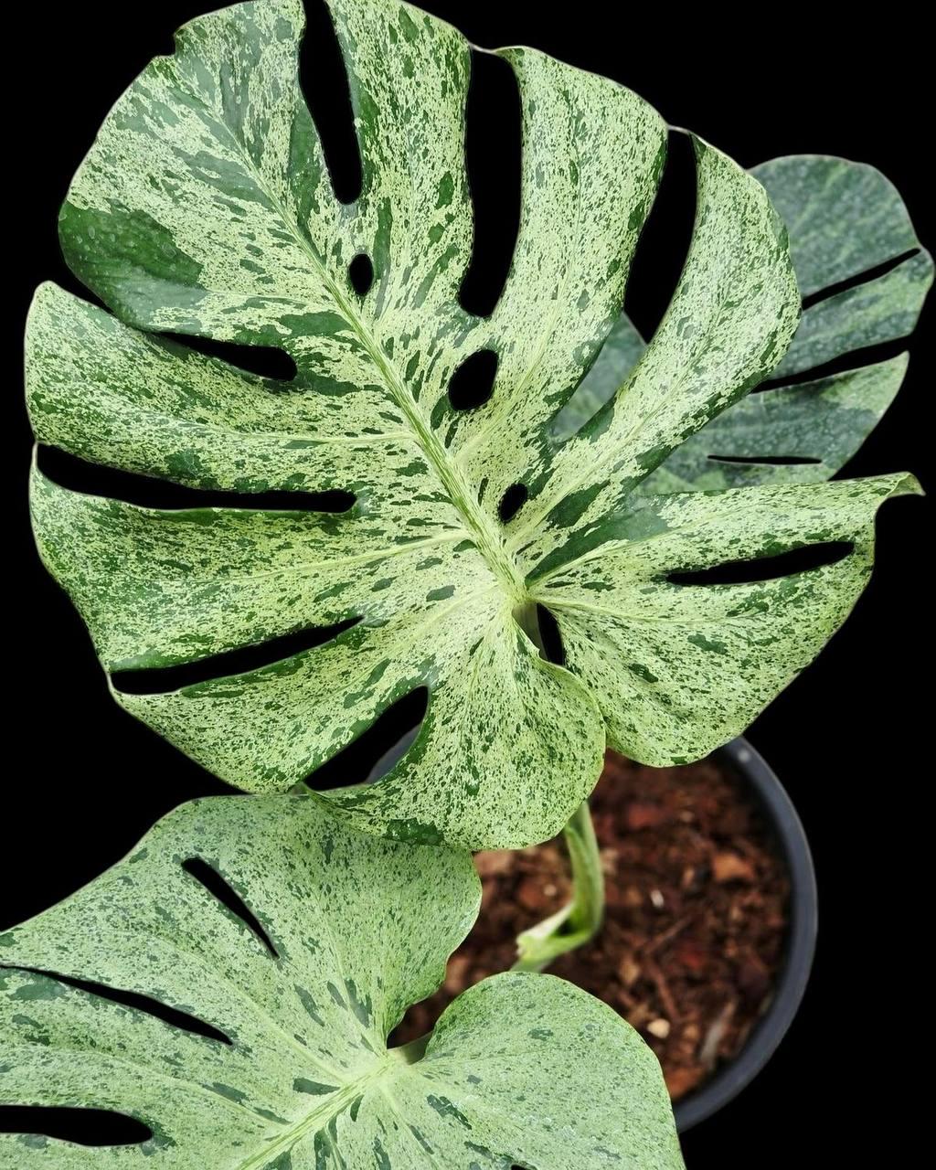 Monstera Deliciosa Mint - Etsy