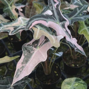Alocasia nobilis pink variegated - Etsy 日本
