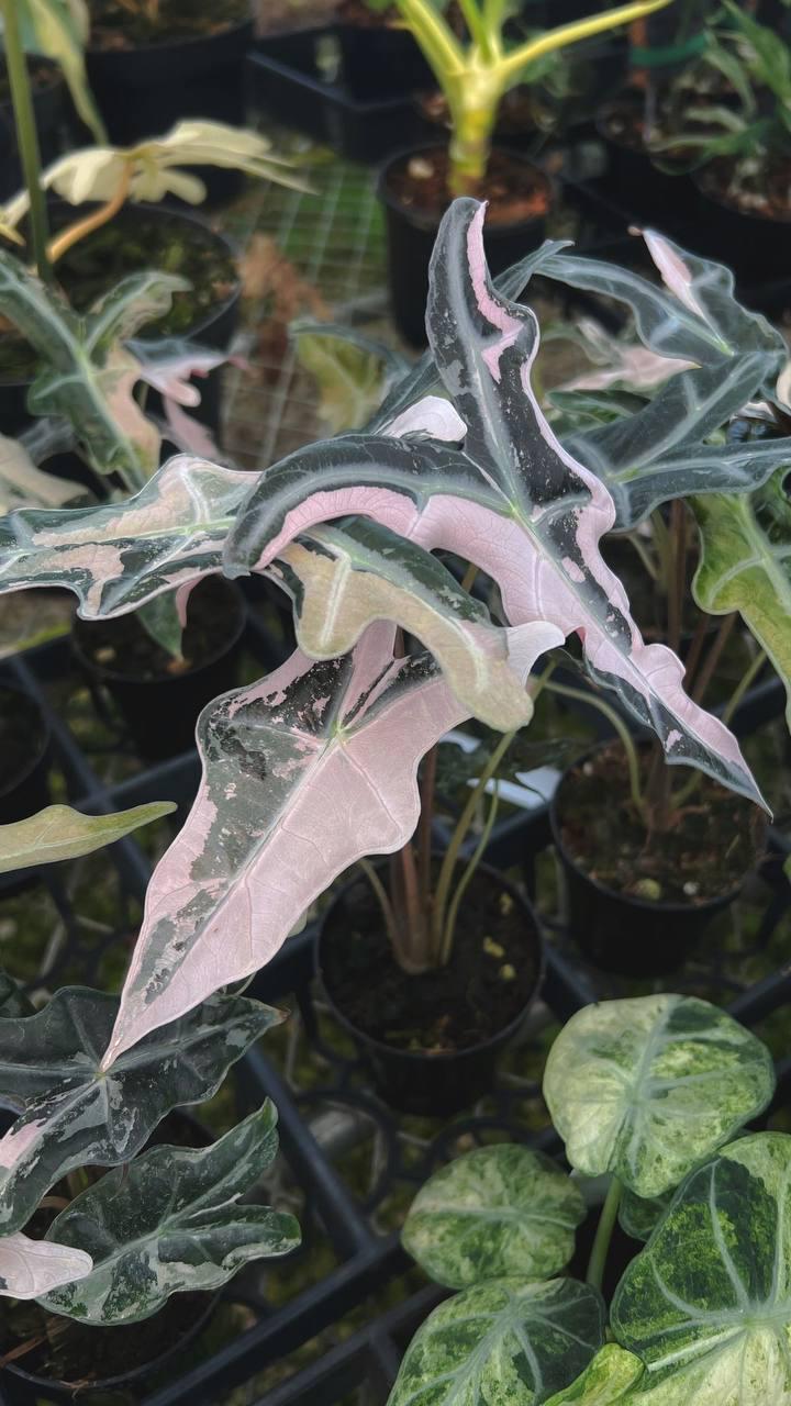 速達 TC アロカシア サンデリアナ ブル ノビリス ピンク 斑入り 速達