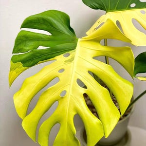 Monstera Deliciosa Yellow Marilyn - Etsy
