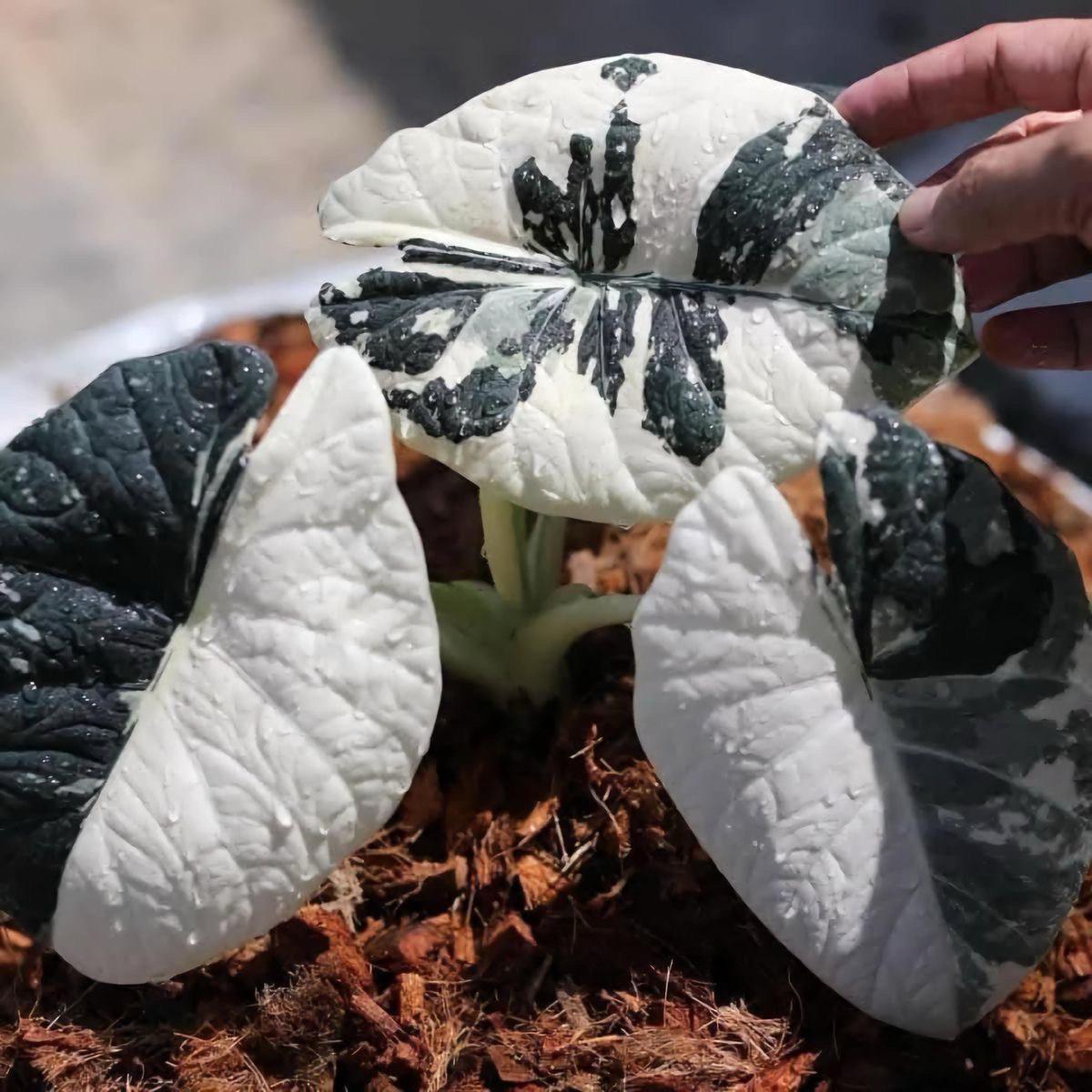 Variegated alocasia maharani - Etsy 日本