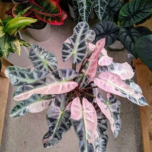 アロカシア バンビーノ ピンク/ Alocasia bambino pink アロカシア バンビーノ ピンク斑入り アロカシア バンビーノ