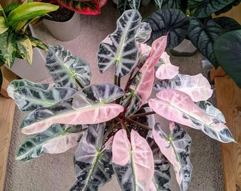 5 アロカシア シャントリエリ ピンク 斑入り 球根 珍しい 屋内 屋外