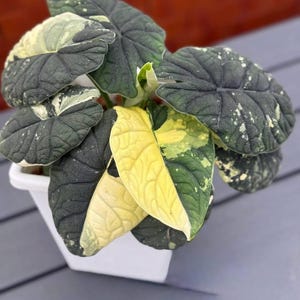 Alocasia melo albo - Etsy 日本