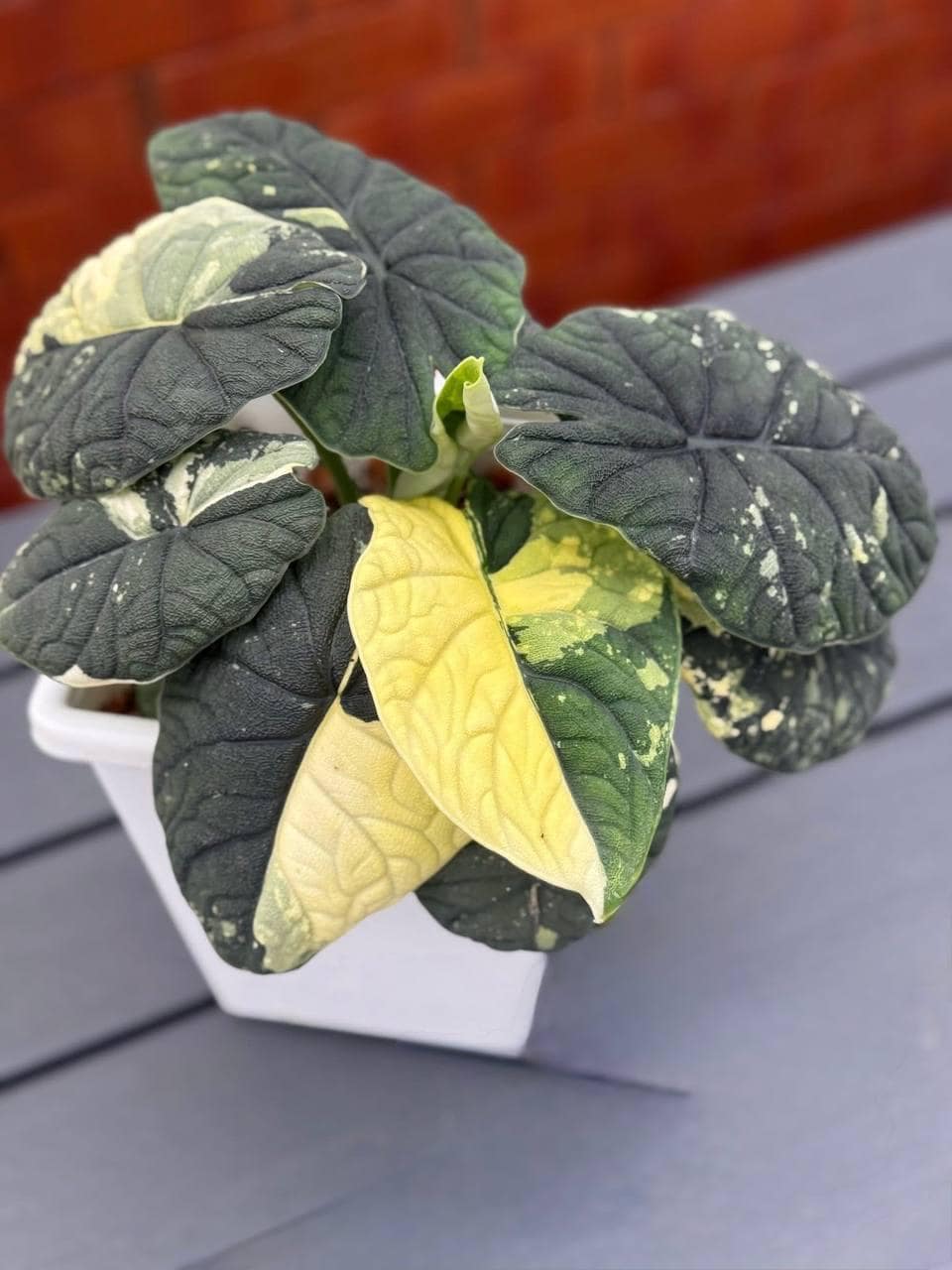 アロカシア メロ アルボ 斑入り Alocasia Melo Albo var アロカシア・メロ・アルボ│Alocasia melo 'Albo' Var. アロカシア