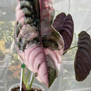 Alocasia cuprea pink - Etsy 日本
