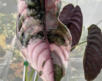 斑入りアンスリウム プテロダクティル - 他にはない珍しい一品 - Etsy 日本