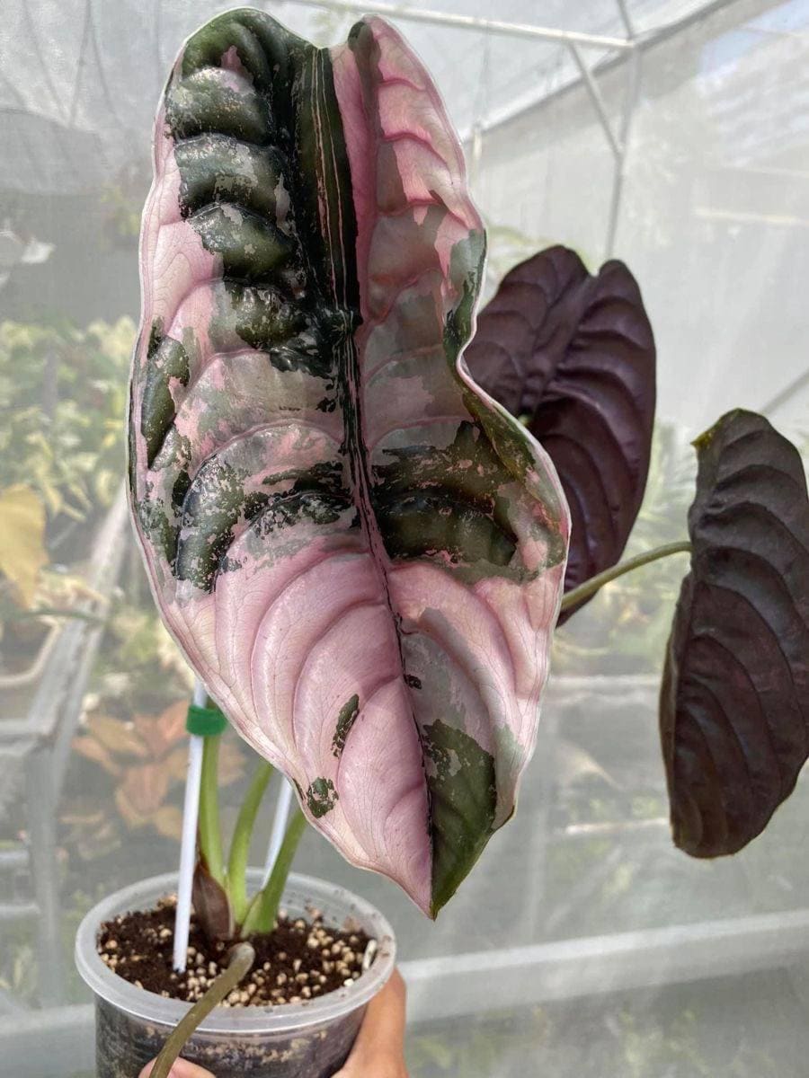 アロカシア クプレア 斑入り ピンク アロカシア クプレア ピンクミント斑入り、クプレア レッド