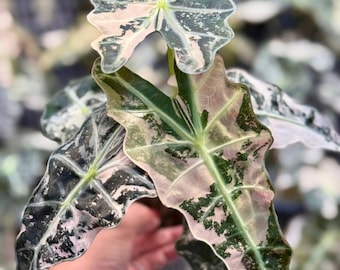 【レア】アロカシア　シャントリエリ　斑入り レア】アロカシア シャントリエリ 斑入り