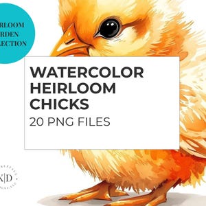 Może przedstawiać: Akwarelowa ilustracja puszystego, żółtego pisklęcia z pomarańczowymi akcentami. Obraz zawiera tekst "Watercolor Heirloom Chicks" i "20 PNG Files". Turkusowe koło z napisem "Heirloom Garden Collection" znajduje się w lewym górnym rogu.
