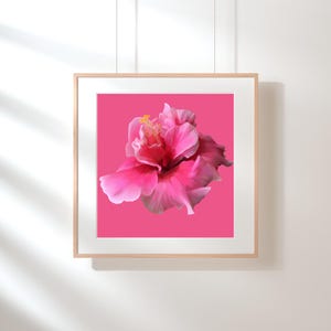 Hawaiian Hibiscus Print - Pink Double Hibiscus Pink Background - Printable Wall Art