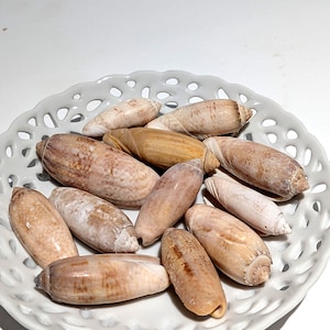 May include: A collection of eleven elongated, smooth olive shells in shades of tan, beige, and brown, resting inside a white ceramic bowl featuring a delicate, intricate lattice-cut pattern along its scalloped, circular rim.
