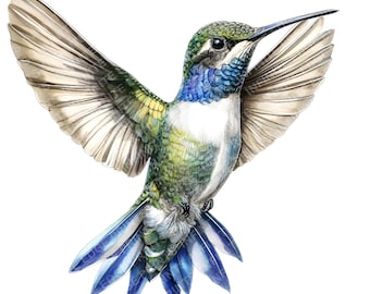 Clipart de colibrí en acuarela: JPG de alta resolución (descarga digital)