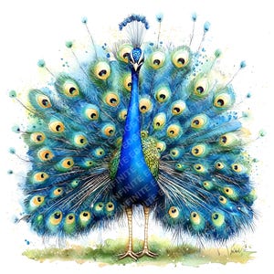 12 Watercolor Peacock Clipart, Peacock JPG, Elegant Bird Clipart, Watercolor Bird, Paper Craft, Wildlife Art, Digital Download, Junk Journal