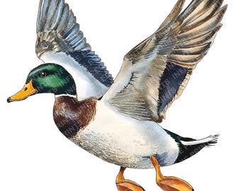 Clipart de aquarela de pato voador: arte de patinho-real (download digital, arquivos JPG)