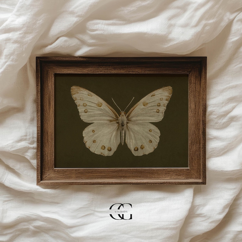 May include: A framed print of a white butterfly with brown markings on a dark green background.