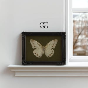 May include: A framed print of a white butterfly with brown markings on a dark green background. The frame is black with a decorative border.